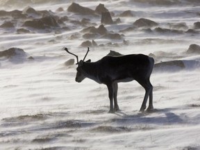 A caribou in Nunavut. The Saskatchewan government is investing an additional $340,000 to study the threatened animals north of Prince Albert.
