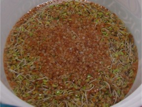 With a few seeds and some water, fresh, nutrient-rich sprouts can be grown in your own kitchen, year round. Pictured here: sprouting alfalfa seeds. (Jackie Bantle)