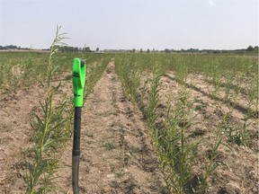 The field of willows Bionera planted near Coppersands, just east of Regina, last summer