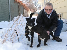 Ron Schick with his dogs Hodgins (2-yr-old Border Collie) and Cash (10-month-old Staffordshire terrier) in the location where he found his dogs chewing on a piece of meat believed to be laced with rat poison that someone left in his backyard in Saskatoon.