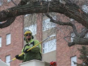 Davey Tree Service workers trim back trees away from power lines on 24th Street East in Saskatoon, SK on March 20, 2018.