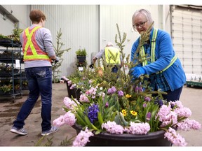 Verna Klassen, a volunteer gardener, arranges flowers in a planter in preparation for Gardenscape at Prairieland Park in Saskatoon, SK on March 21, 2018. The annual Saskatchewan Blue Cross Gardenscape will get you thinking about spring, even though there is still snow on the ground. If you're looking to spruce up your yard, this year's event will fill you with inspiration. The show runs Friday through Sunday at Prairieland Park.