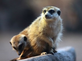 Two mobs of meerkats have taken up residence at the Saskatoon Forestry Farm Park and Zoo and zoo manager Tim Sinclair-Smith says he can't wait for people to see them. "Obviously people are going to go 'Oh my God, how cute," he said.  The small cricket-eating critters are hyper, curious and love scurrying up to the glass of their enclosure to get a good look of people. Two groups of five meerkats -- who range in age from two to five years -- are separated by a large wall to prevent "mob wars." The animals can live up to 15 years and will be a permanent exhibit at the zoo. The meerkat exhibit opens to the public on April 1.