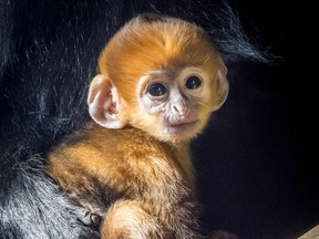 A baby Francois' langur monkey sits with his parents in Diergaarde Blijdorp Zoo in Rotterdam, Netherlands, February 26, 2018. A Francois' langur is born orange but will slowly change to black.