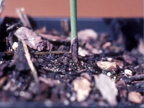 Infected seedling showing rot at the soil line. (Bugwood.org)