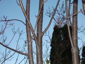 Flowering crab apple tree showing crossed and closely spaced branches to be pruned. (for Saskatoon StarPhoenix Bridges Gardening column, April 6, 2018)