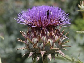 Artichokes produce large blooms (Bjorn S.)