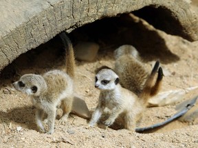 An undated handout photo received on September 21, 2017, shows three meerkat pups born at Canberra's National Zoo and Aquarium in Canberra. Born last month, the pups weigh just 150 grams and have spent three weeks in their burrow where they were looked after by their family. The inquisitive triplets will now be guided by mum, Sekai and dad, Sergei, as they find their feet in their new surroundings.