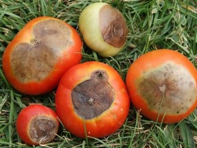 Blossom end rot on tomatoes, caused by uneven watering (Daniel Smith)