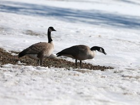 Canadian geese find a small patch of grass in the snow on a cold Monday morning that broke a 100-year cold temperature record in Saskatoon, on April 2, 2018.