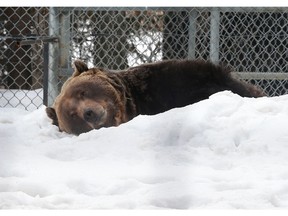 SASKATOON, SK - Misty and Koda return to the Kinsmen Grizzly Bear Exhibit Sunday after completing their second hibernation at the Saskatoon Forestry Farm Park and Zoo in Saskatoon, Sask., on April 15, 2018.