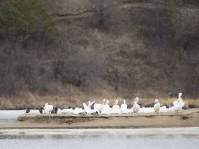 The pelicans have finally returned to Saskatoon, albeit a little later than usual due to the long winter we are just seeng recede. Their return to the South Saskatchewan River often are the first true sign of spring in Saskatoon. in Saskatoon, SK on Saturday, April 21, 2018.