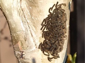 From left to right: Newly emerged forest tent caterpillar hatchlings dispersing from egg mass; clustered caterpillars basking in the sun; adult moth. (for Saskatoon StarPhoenix Bridges Gardening column, April 20, 2018)