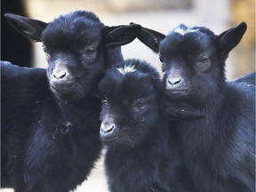 Baby black goats stand together in their enclosure in the Opel zoo in Kronberg, Germany, March 21, 2018.