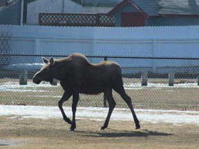 Saskatoon police and conservation officers successfully captured two moose who were on the loose in the city's north end on Wednesday morning. A moose roaming the city on April 20, pictured above, was captured and released by police 19 days earlier.