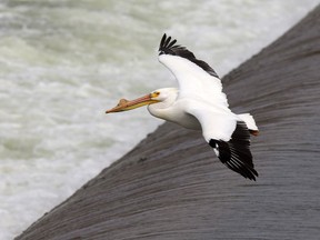 In 2016, a pelican is seen returnng to the weir in Saskatoon on Friday, April 15, 2016.