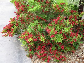 'Red Prince Weigela' has done well in a sunny location in Saskatoon. (photo by Bernadette Vangool) (for Saskatoon StarPhoenix Bridges Gardening column, April 27, 2018)