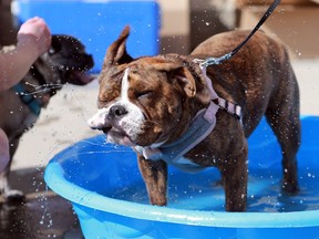 Ellie the English Bulldog cools off before her New Hope Dog Rescue 10th annual Mutt Strut 3.5-Km or 5-Km walk/run starting from the PetSmart location at Preston Crossing in Saskatoon, Sask. on May 6, 2018.