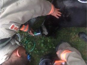 Saskatoon firefighters saved a dog from a house fire on the evening of Tuesday May 22, 2018, using a specialized oxygen mask to resuscitate the animal after removing it from a Mayfair home that had caught fire.