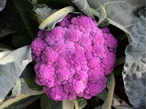 A Graffiti cauliflower which has an intensely purple curd (head).