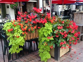 Begonias and sweet potato vine growing in containers (Jackie Bantle) (for Saskatoon SatrPhoenix Bridges Gardening column, June 1, 2018)