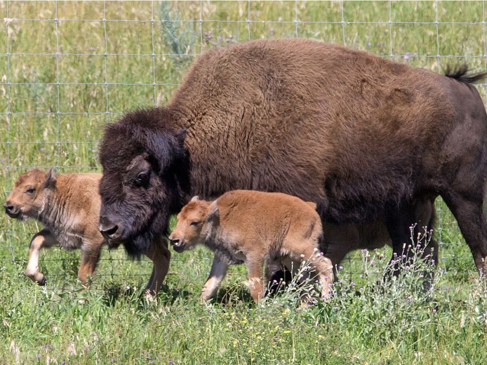 Wanuskewin Heritage Park seeks Bison Manager | The Star Phoenix