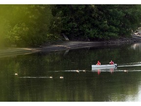 SASKATOON, SASK.--MAY 26 , 2015--Canoeists share the South Saskatchewan south of the Sid Buckwold Bridge with some Canada geese on May 26, 2015 in Saskatoon. (RICHARDMARJAN/STARPHOENIX)