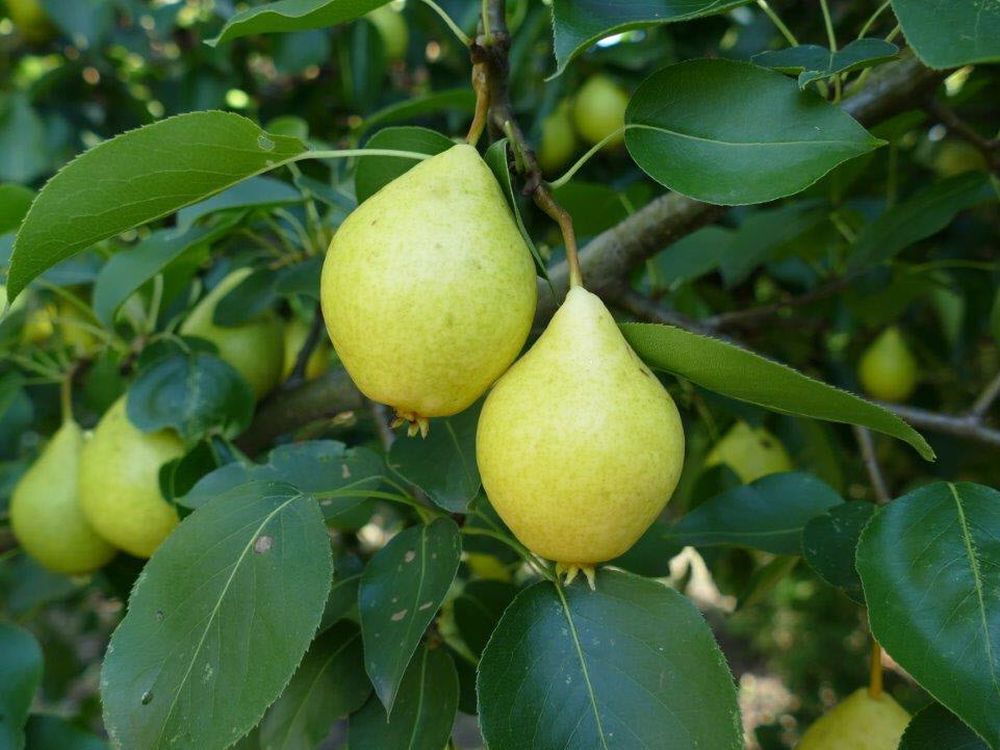 Gardening The sweet complications of prairie pears The Star Phoenix
