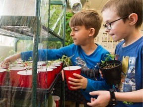 Nicholas Schmeltzer, left, and Declan Kachur tend to a collection of "space plant" seedlings at Henry Braun School.