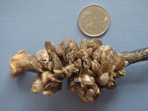 A collection of Zebra mussels. Photo submitted by the BC Ministry of Environment.