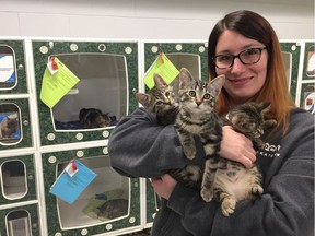 Heather Sutherland, the SPCA volunteer and public relations coordinator, poses with Woodstock, Stormy and Pennywise who are just three of around 100 cats that are currently being held at the shelter in Saskatoon on May 31, 2018. (Erin Petrow/Saskatoon StarPhoenix)