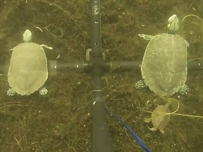 In this screengrab from a YouTube video, a turtle approaches the larger of two model turtles on the right. Using 3D-printed "sex dolls" a Carleton University researcher has answered a question biologists had been asking for years Äî what do northern map turtles find attractive in a female.