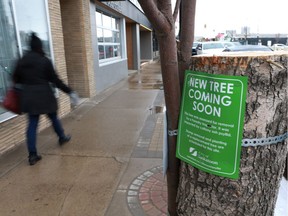 Cut down trees line 20th Street West in Saskatoon, Sask., on April 17, 2018. They were cut down due to cottony ash psyllid and new ones will be planted in their place.