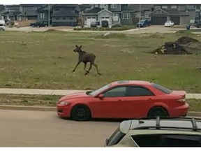 Saskatoon police received numerous reports of a moose on the loose running west on 17th Street West near the Meewasin trials, on June 1, 2018.