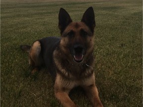 A 19-year-old man is charged after he assaulted a police officer and a police dog in Prince Albert on Wednesday around at 2 a.m. Daxa, a Prince Albert police dog, was hit in the face several times during an arrest of a man who is allegedly responsible for setting several fires around Prince Albert.