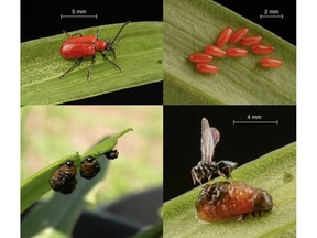 Clockwise from upper left: adult lily beetle, eggs, the parasitic wasp Tetrastichus setifer, and lily beetle grubs. Photo by Tim Haye (for Saskatoon StarPhoenix Bridges gardening column, June 15, 2018)