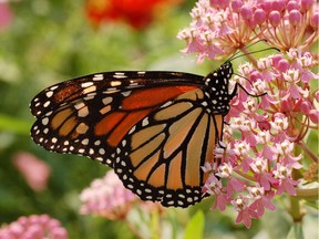 Monarch Butterfly on Milkweed (photo by Derek Ramsey) (for Saskatoon StarPhoenix Bridges gardening column, July 6, 2018)