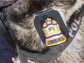 A 29-year-old suspect was treated for minor injuries after being bitten by a Saskatoon Police Service dog during an arrest on Sept. 22, 2019.