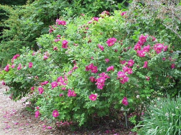 Gardening: Hints for growing roses in tricky soil | The Star Phoenix