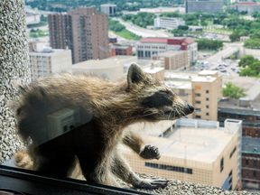 A raccoon stretches itself on the window sill of the Paige Donnelly Law Firm on the 23rd floor of the UBS Tower in St. Paul, Minn., Tuesday, June 12, 2018.