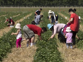 People pick strawberries at the Strawberry Ranch field on Valley Road, on July 15, 2014. The ranch has announced it won't be growing strawberries.