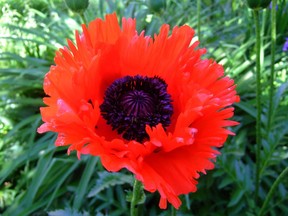 'Turkenlouis', a variety of Oriental poppy, has bright red fringed petals. (James Steakley)