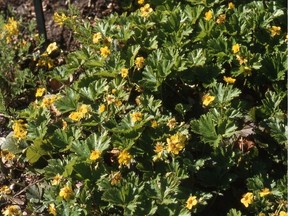 Waldstein is a great ground cover in sun or shade, with bright yellow flowers and attractive foliage. (photo by Sara Williams)