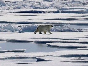 In this July 21, 2017 file photo a polar bear walks over sea ice floating in the Victoria Strait in the Canadian Arctic Archipelago. New research suggests that increased shipping is likely to make parts of the Northwest Passage among the most dangerous places in the Arctic for the whales and other mammals that live there.