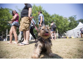 Truffles during Pets in the Park at Kiwanis Memorial Park.