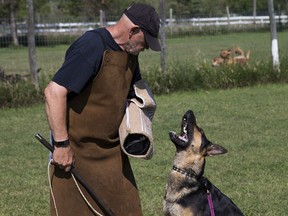 Barry Gay (L) who trains German shepherds runs a drill with a trainee dog  at Sunshadows German Shepherds/Buena Vista Kennels in Saskatoon, SK on Thursday, July 12, 2018.