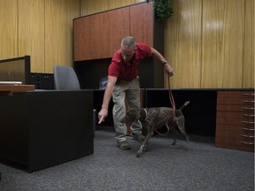 Dog handler Ken Linville does a mock search with his bed bug finding dog Mikki at the Saskatoon StarPhoenix offices in Saskatoon, SK on Tuesday, July 31, 2018.