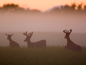 CWD is a fatal, untreatable disease that affects the central nervous system of members of the deer family. It can be spread by close contact or exposure.