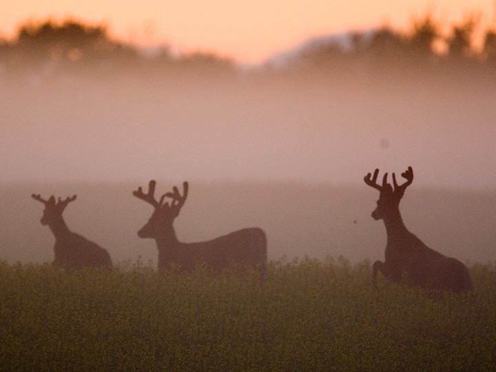  Although CWD affects different species of cervids, mule deer have the highest rates of infection in Saskatchewan: 28.4 per cent tested in 2018 had the disease. (STARPHOENIX FILES)