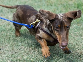 Bismark, a Dachshund owned by Paul Hamnett, runs to fetch his toy after taking first place in the dog races being held at the Rosemont community rink on 4th Avenue on July 20, 2018.